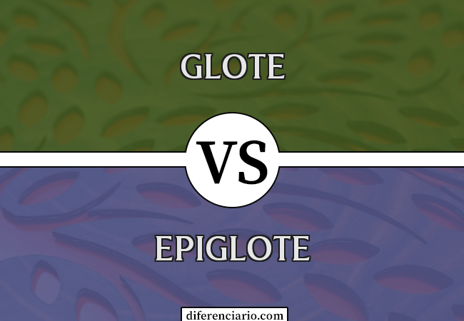Diferença entre glote e epiglote