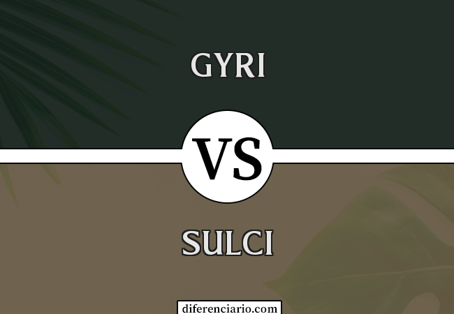Diferença entre Gyri e Sulci