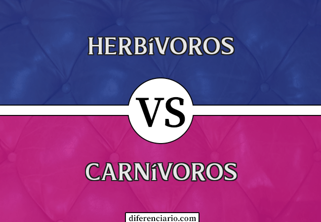 Diferença entre herbívoros e carnívoros