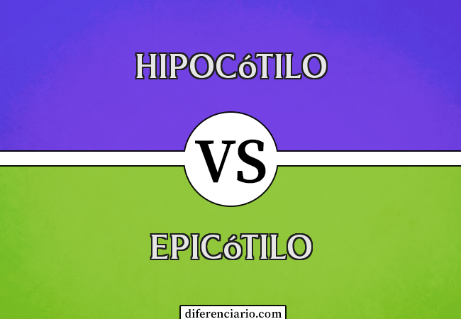 Diferença entre hipocótilo e epicótilo