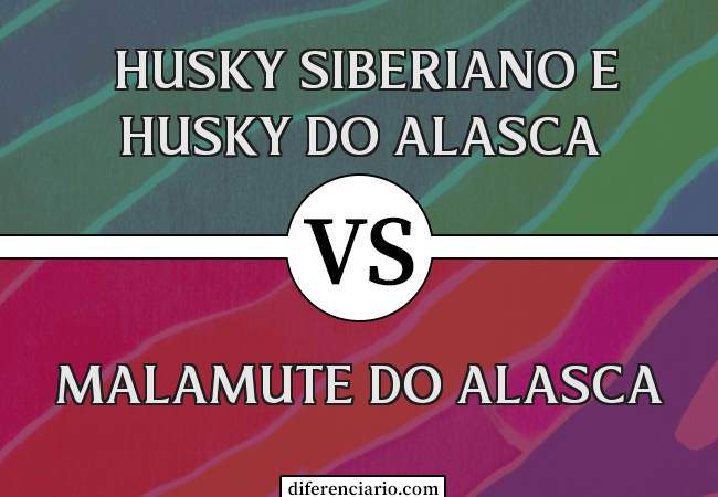 Diferença entre Malamute do Alasca, Husky Siberiano e Husky do Alasca