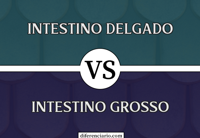 Diferença entre intestino delgado e intestino grosso