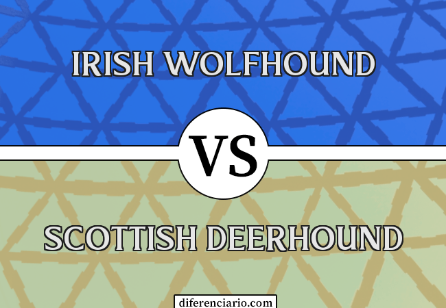 Diferença entre Irish Wolfhound e Scottish Deerhound
