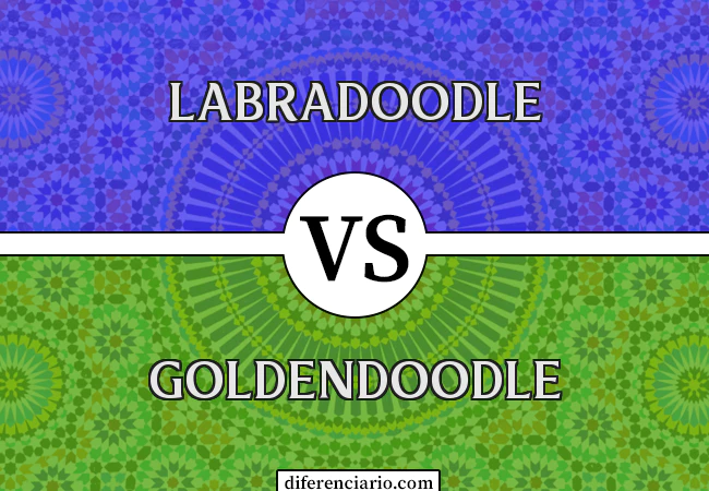 Diferença entre Labradoodle e Goldendoodle