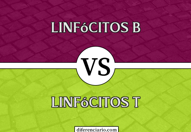 Diferença entre linfócitos B e linfócitos T