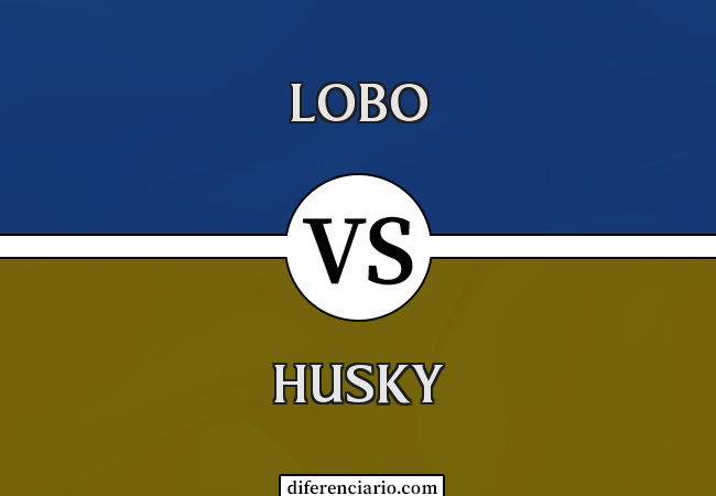Diferença entre Lobo e Husky