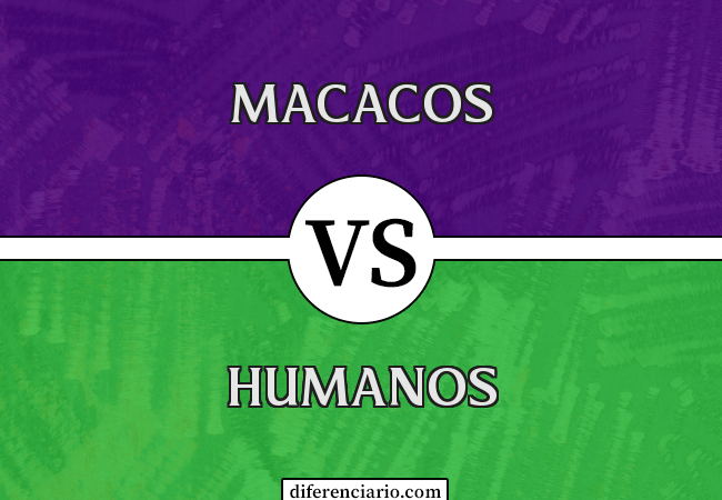 Diferença entre macacos e humanos