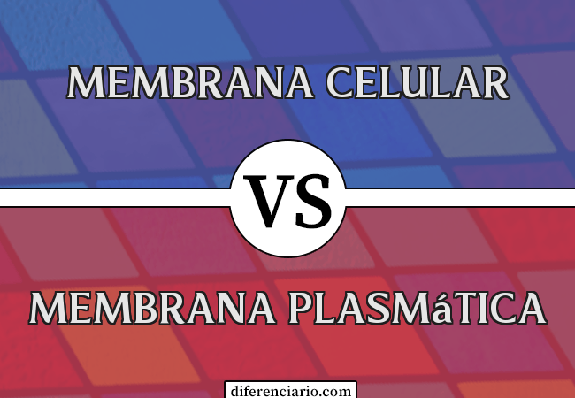 Diferença entre a membrana celular e a membrana plasmática