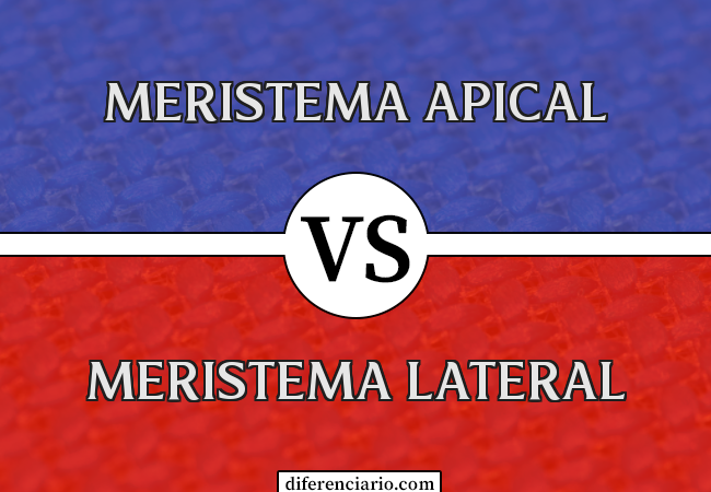 Diferença entre meristema apical e meristema lateral