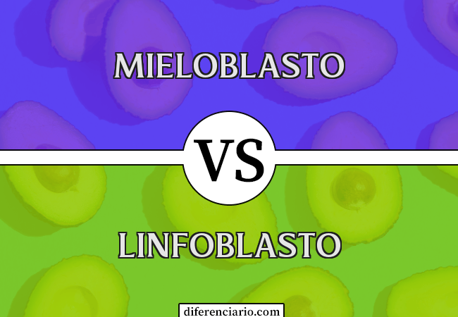 Diferença entre mieloblasto e linfoblasto