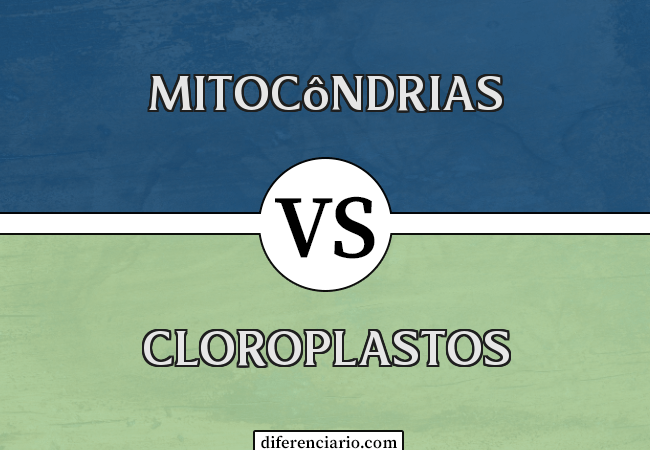 Diferença entre mitocôndrias e cloroplastos