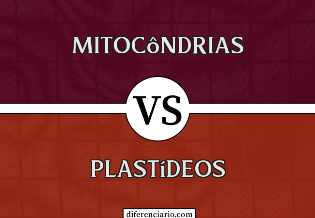 Diferença entre mitocôndrias e plastídeos