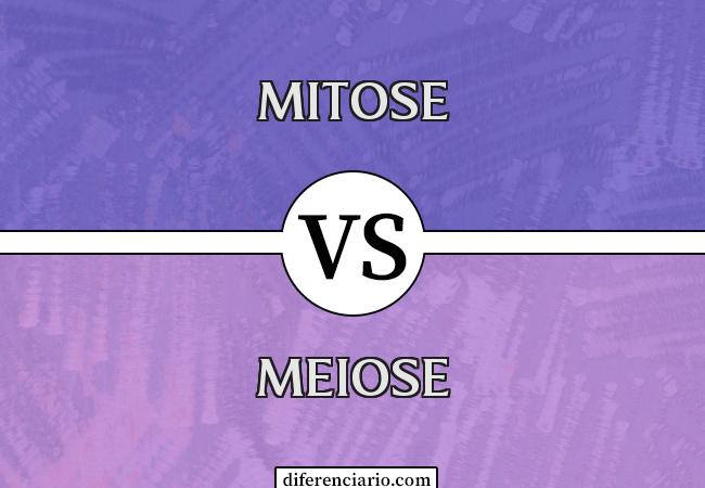Diferença entre mitose e meiose