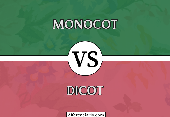 Diferença entre Monocot e Dicot