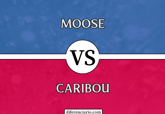 Diferença entre Moose e Caribou