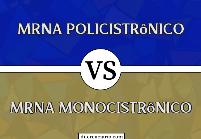 Diferença entre mRNA policistrônico e mRNA monocistrônico