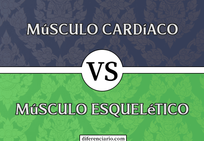 Diferença entre músculo cardíaco e músculo esquelético