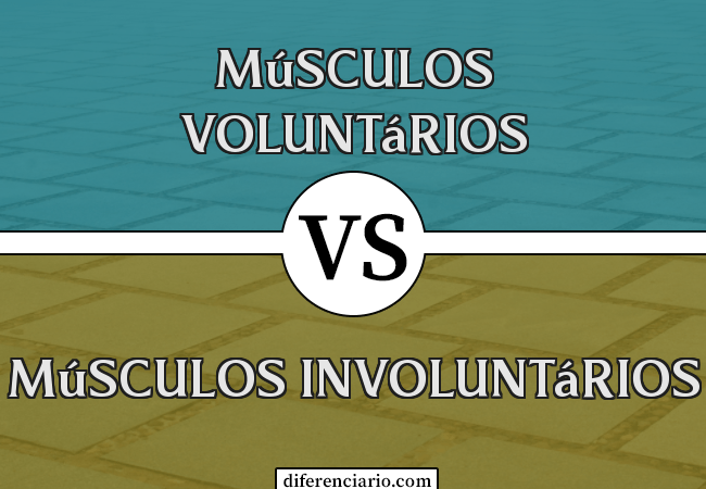 Diferença entre músculos voluntários e músculos involuntários