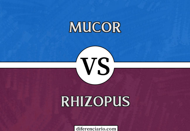 Diferença entre Mucor e Rhizopus