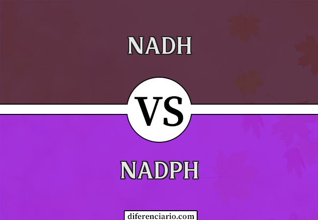 Diferença entre NADH e NADPH