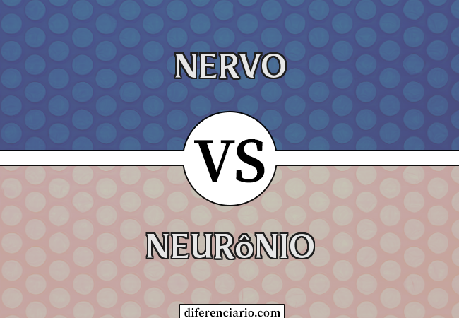 Diferença entre nervo e neurônio