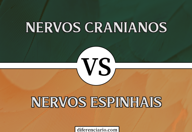 Diferença entre nervos cranianos e nervos espinhais