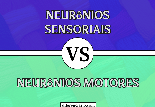 Diferença entre neurônios sensoriais e neurônios motores