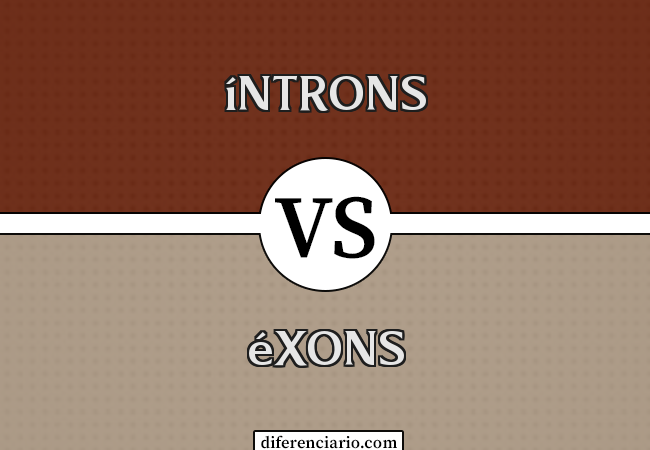 Diferença entre íntrons e éxons