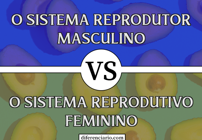 Diferença entre o sistema reprodutor masculino e o sistema reprodutivo feminino