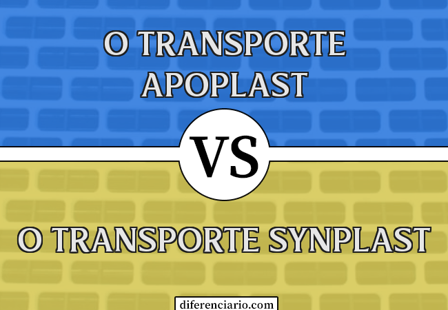 Diferença entre o transporte Apoplast e o transporte Synplast