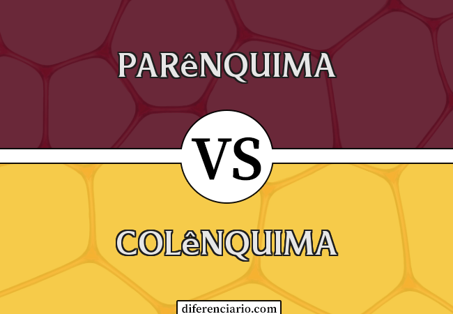 Diferença entre parênquima e colênquima