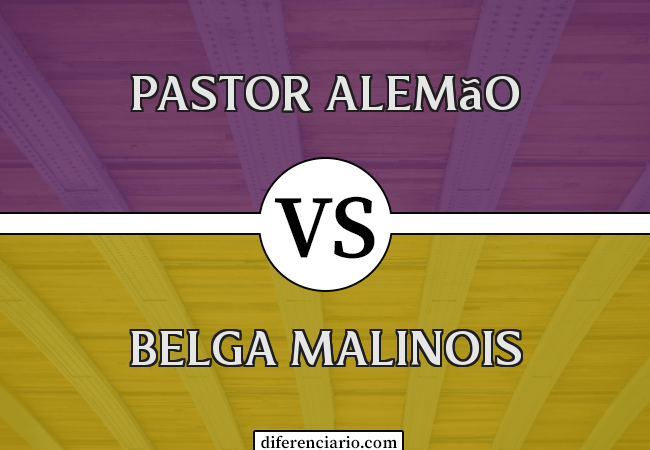 Diferença entre Pastor Alemão e Belga Malinois