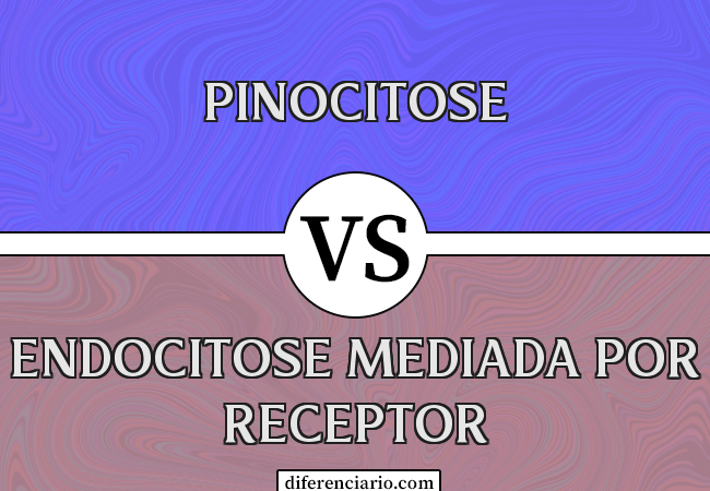 Diferença entre Pinocitose e Endocitose Mediada por Receptor