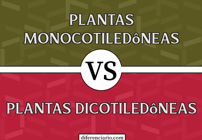 Diferença entre plantas monocotiledôneas e plantas dicotiledôneas