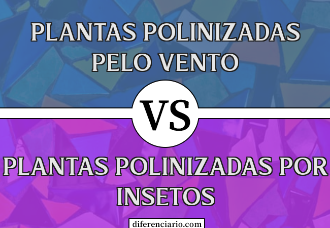 Diferença entre plantas polinizadas pelo vento e plantas polinizadas por insetos