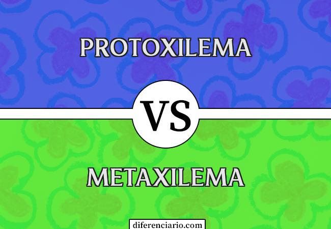 Diferença entre Protoxilema e Metaxilema