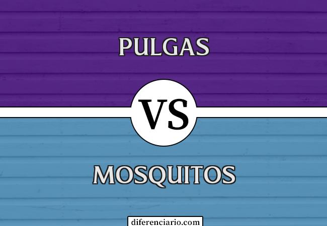 Diferença entre pulgas e mosquitos