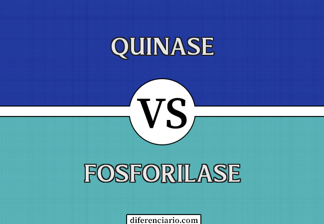 Diferença entre Quinase e Fosforilase