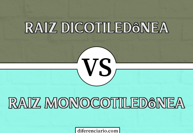 Diferença entre Raiz Dicotiledônea e Raiz Monocotiledônea