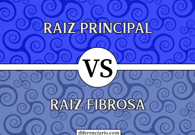 Diferença entre raiz principal e raiz fibrosa