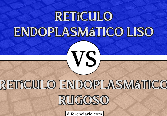 Diferença entre retículo endoplasmático liso e retículo endoplasmático rugoso