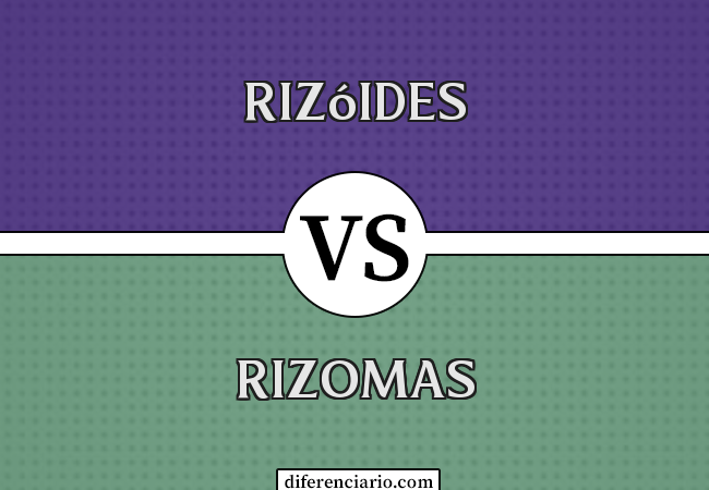 Diferença entre rizóides e rizomas