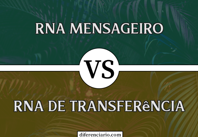 Diferença entre RNA mensageiro e RNA de transferência