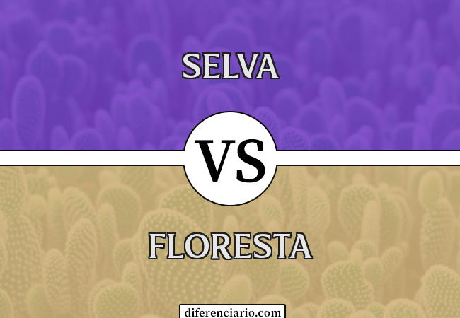 Diferença entre selva e floresta