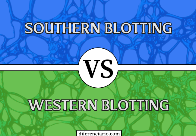 Diferença entre Southern Blotting e Western Blotting