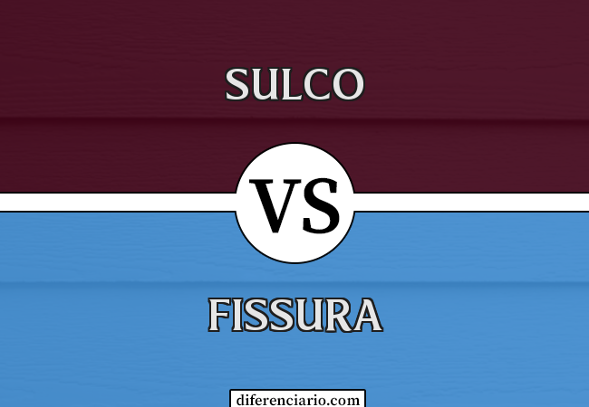 Diferença entre sulco e fissura