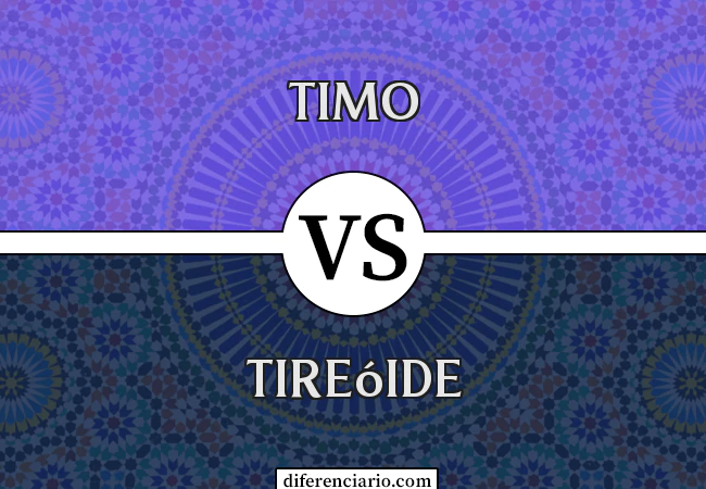 Diferença entre Timo e Tireóide