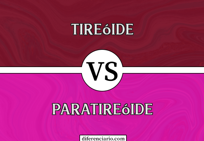 Diferença entre tireóide e paratireóide