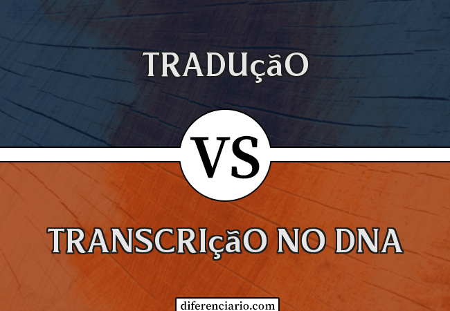 Diferença entre tradução e transcrição no DNA