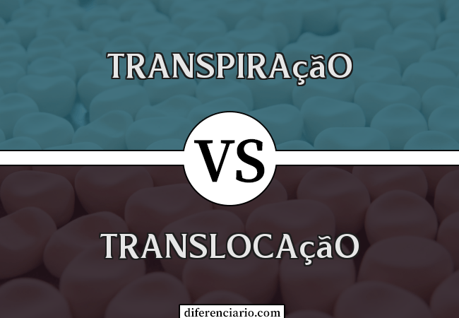 Diferença entre transpiração e translocação